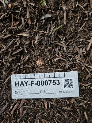  ( - HAY-F-000753)  @11 [ ] by (2023) Mandy Hackney Fungal Diversity Survey