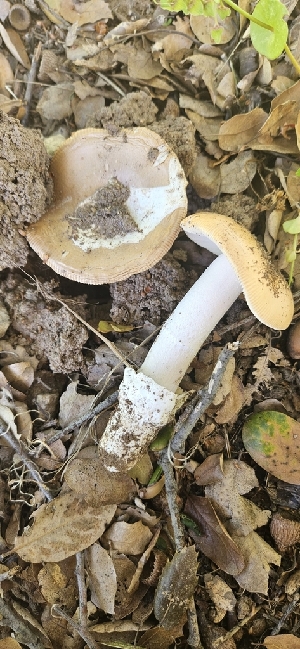  ( - HAY-F-002189)  @11 [ ] by-nc (2023) Thea Chesney Fungal Diversity Survey