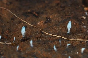  (Hirticlavula - HAY-F-001898)  @11 [ ] by-nc (2023) Warren Cardimona Fungal Diversity Survey