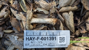  ( - HAY-F-001391)  @11 [ ] c (2023) Michelle C. Torres-Grant Fungal Diversity Survey