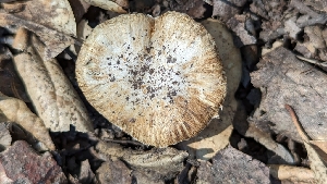  ( - HAY-F-001391)  @11 [ ] c (2023) Michelle C. Torres-Grant Fungal Diversity Survey