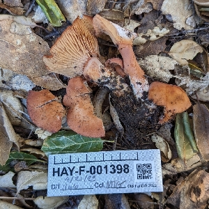  ( - HAY-F-001398)  @11 [ ] c (2023) Michelle C. Torres-Grant Fungal Diversity Survey