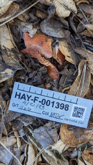  ( - HAY-F-001398)  @11 [ ] c (2023) Michelle C. Torres-Grant Fungal Diversity Survey