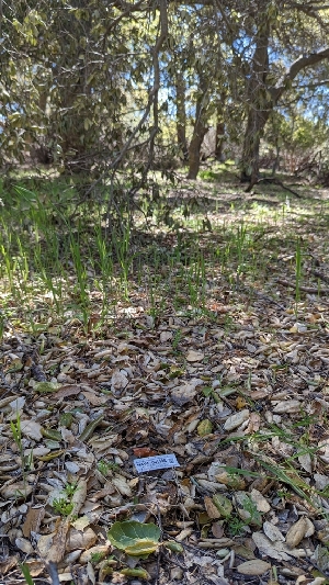  ( - HAY-F-001398)  @11 [ ] c (2023) Michelle C. Torres-Grant Fungal Diversity Survey