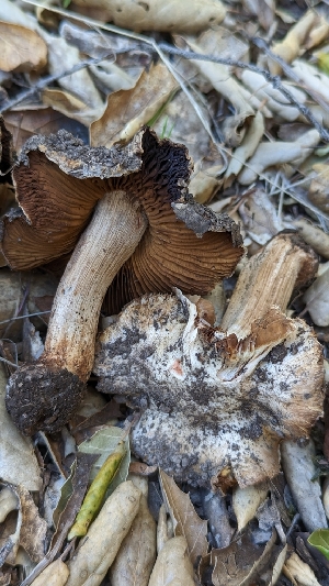  (Inocybe sp. fraudans-CA01 - HAY-F-001400)  @11 [ ] c (2023) Michelle C. Torres-Grant Fungal Diversity Survey