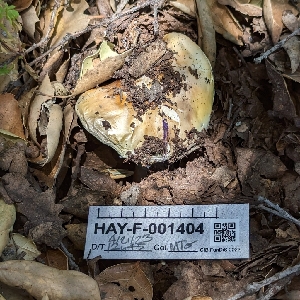  ( - HAY-F-001404)  @11 [ ] c (2023) Michelle C. Torres-Grant Fungal Diversity Survey