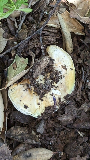  ( - HAY-F-001404)  @11 [ ] c (2023) Michelle C. Torres-Grant Fungal Diversity Survey