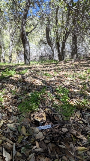  ( - HAY-F-001404)  @11 [ ] c (2023) Michelle C. Torres-Grant Fungal Diversity Survey