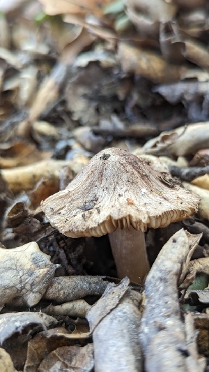  (Inocybe sp. CA03 - HAY-F-001405)  @11 [ ] c (2023) Michelle C. Torres-Grant Fungal Diversity Survey