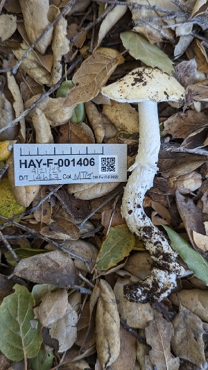  ( - HAY-F-001406)  @11 [ ] c (2023) Michelle C. Torres-Grant Fungal Diversity Survey