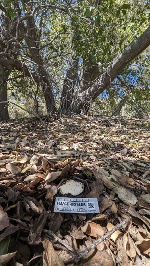  ( - HAY-F-001406)  @11 [ ] c (2023) Michelle C. Torres-Grant Fungal Diversity Survey
