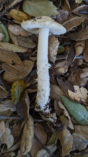  ( - HAY-F-001406)  @11 [ ] c (2023) Michelle C. Torres-Grant Fungal Diversity Survey