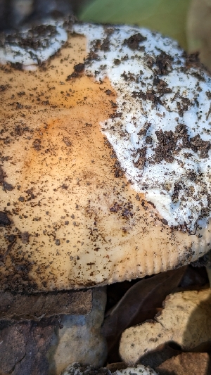 ( - HAY-F-001431)  @11 [ ] c (2023) Michelle C. Torres-Grant Fungal Diversity Survey