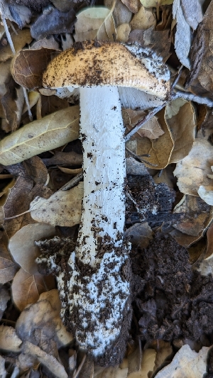  ( - HAY-F-001431)  @11 [ ] c (2023) Michelle C. Torres-Grant Fungal Diversity Survey