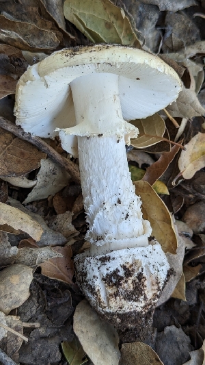  ( - HAY-F-001408)  @11 [ ] c (2023) Michelle C. Torres-Grant Fungal Diversity Survey