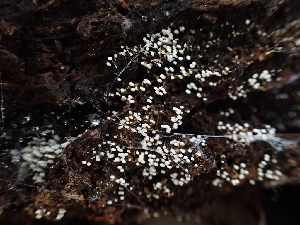  (Henningsomyces sp. CA03 - HAY-F-001855)  @11 [ ] by-nc (2023) Sadie Hickey Fungal Diversity Survey