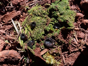  (Sarcosomataceae - HAY-F-001856)  @11 [ ] by-nc (2023) Sadie Hickey Fungal Diversity Survey