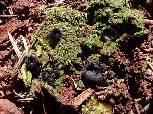  ( - HAY-F-001856)  @11 [ ] by-nc (2023) Sadie Hickey Fungal Diversity Survey
