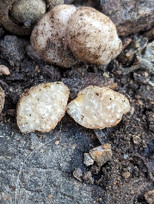  ( - HAY-F-005297)  @11 [ ] by-nc (2023) Stu Pickell Fungal Diversity Survey