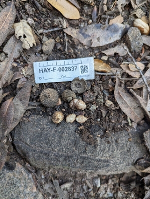  ( - HAY-F-005297)  @11 [ ] by-nc (2023) Stu Pickell Fungal Diversity Survey