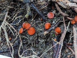  (Scutellinia sp. CA01 - HAY-F-005294)  @11 [ ] by-nc (2023) Stu Pickell Fungal Diversity Survey