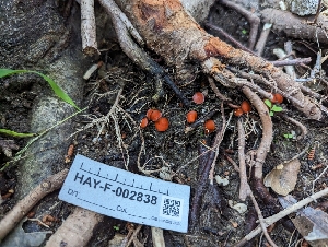  ( - HAY-F-005294)  @11 [ ] by-nc (2023) Stu Pickell Fungal Diversity Survey