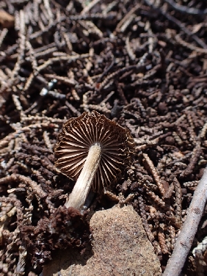  (Entoloma sp. CA16 - HAY-F-001849)  @11 [ ] by-nc (2023) Sadie Hickey Fungal Diversity Survey