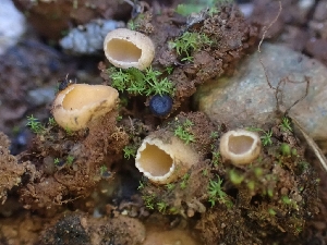  (Trichophaea sp. CA01 - HAY-F-001889)  @11 [ ] by-nc (2023) Sadie Hickey Fungal Diversity Survey