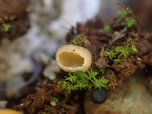 ( - HAY-F-001889)  @11 [ ] by-nc (2023) Sadie Hickey Fungal Diversity Survey
