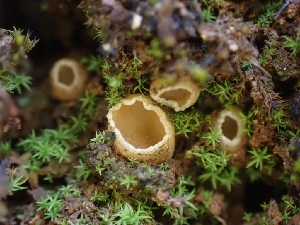  ( - HAY-F-001889)  @11 [ ] by-nc (2023) Sadie Hickey Fungal Diversity Survey