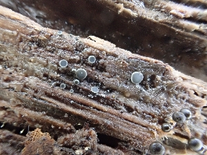  ( - HAY-F-001853)  @11 [ ] by-nc (2023) Sadie Hickey Fungal Diversity Survey
