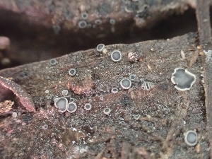  ( - HAY-F-001853)  @11 [ ] by-nc (2023) Sadie Hickey Fungal Diversity Survey
