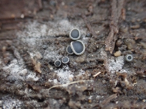  ( - HAY-F-001853)  @11 [ ] by-nc (2023) Sadie Hickey Fungal Diversity Survey