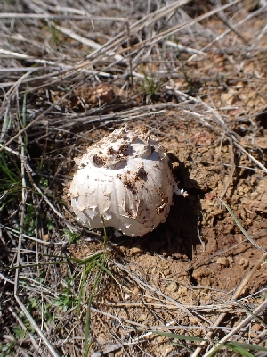  ( - HAY-F-001934)  @11 [ ] by-nc (2023) Sadie Hickey Fungal Diversity Survey