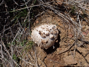  ( - HAY-F-001934)  @11 [ ] by-nc (2023) Sadie Hickey Fungal Diversity Survey