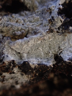  (Botryobasidium sp. subcoronatum-CA01 - HAY-F-001942)  @11 [ ] by-nc (2023) Sadie Hickey Fungal Diversity Survey