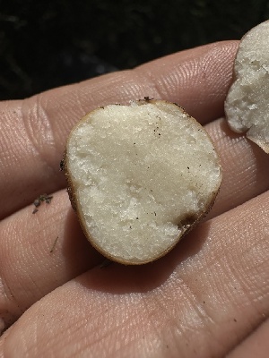 ( - HAY-F-002676)  @11 [ ] c (2023) Rudy Diaz Fungal Diversity Survey