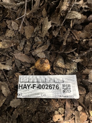  ( - HAY-F-002676)  @11 [ ] c (2023) Rudy Diaz Fungal Diversity Survey