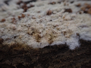  ( - HAY-F-001864)  @11 [ ] by-nc (2023) Sadie Hickey Fungal Diversity Survey