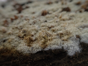  ( - HAY-F-001864)  @11 [ ] by-nc (2023) Sadie Hickey Fungal Diversity Survey