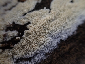 ( - HAY-F-001864)  @11 [ ] by-nc (2023) Sadie Hickey Fungal Diversity Survey