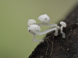  ( - HAY-F-004867)  @11 [ ] by-nc (2023) Stu Pickell Fungal Diversity Survey