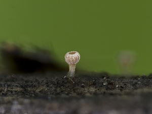  ( - HAY-F-002936)  @11 [ ] by-nc (2023) Stu Pickell Fungal Diversity Survey