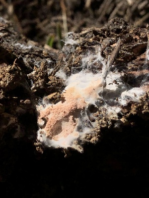 ( - HAY-F-003072)  @11 [ ] by-nc (2023) Dean Lyons Fungal Diversity Survey