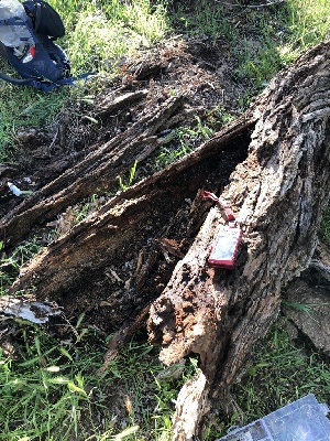  ( - HAY-F-003737)  @11 [ ] by-nc (2023) Dean Lyons Fungal Diversity Survey