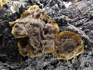  ( - HAY-F-003169)  @11 [ ] by-nc (2023) Dean Lyons Fungal Diversity Survey