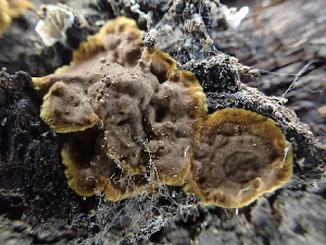  ( - HAY-F-003169)  @11 [ ] by-nc (2023) Dean Lyons Fungal Diversity Survey