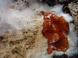 ( - HAY-F-003072)  @11 [ ] by-nc (2023) Dean Lyons Fungal Diversity Survey