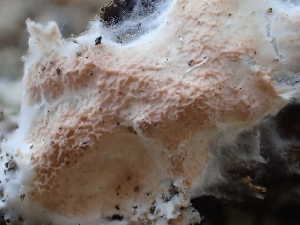  ( - HAY-F-003072)  @11 [ ] by-nc (2023) Dean Lyons Fungal Diversity Survey