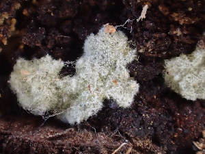  (Talaromyces acaricola - HAY-F-003074)  @11 [ ] by-nc (2023) Dean Lyons Fungal Diversity Survey